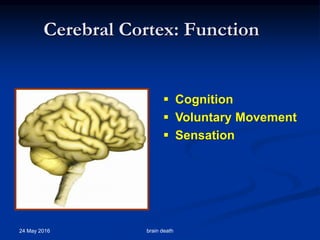 Cerebral Cortex: Function
24 May 2016 brain death
 Cognition
 Voluntary Movement
 Sensation
 