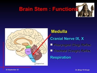 Brainstem Function Test Brain death Present status YDS | PPT