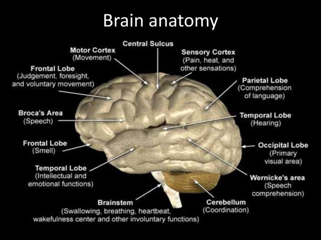 Brain Death PPT