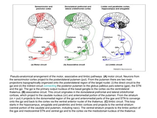 Pseudo-anatomical arrangement of the motor, associative and limbic pathways. (A) motor circuit. Neurons from
the sensorimotor cortex project to the posterolateral putamen (put). From the putamen there are two main
projections topographically organized onto the posterolateral region of the target nuclei: (i) the direct circuit to the
gpi and (ii) the indirect circuit connecting the posterior putamen to the globus pallidus pars externa (gpe), the STN
and the gpi. The gpi is the primary output nucleus of the basal ganglia to the cortex via the ventrolateral
thalamus. (B) associative circuit. This circuit originates in the dorsolateral prefrontal and lateral orbitofrontal
cortices, which project to the caudate nucleus (cn) and anteromedial portion of the putamen. From the striatum
(cn + put) it projects to the dorsomedial region of the gpi and anteromedial parts of the gpe and STN to converge
onto the gpi and back to the cortex via the ventral anterior nuclei of the thalamus. (C) limbic circuit. This loop
starts in the hippocampus, amygdala and paralimbic and limbic cortices and projects to the ventral striatum
(ventral portion of the caudate and putamen, including nacc). The ventral striatum projects to the limbic portion of
the gpe and medioventral STN and ventral gpi and to the cortex via the mediodorsal nucleus of the thalamus
 