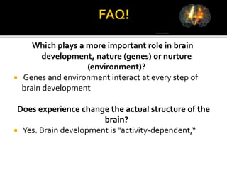 Brain Development | PPTX