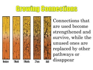 Connections that
are used become
strengthened and
survive, while the
unused ones are
replaced by other
pathways or
disappear
 