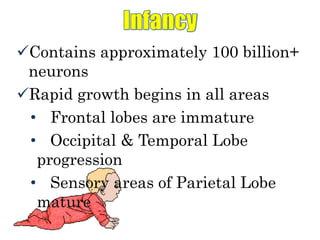 Contains approximately 100 billion+
neurons
Rapid growth begins in all areas
• Frontal lobes are immature
• Occipital & Temporal Lobe
progression
• Sensory areas of Parietal Lobe
mature
 