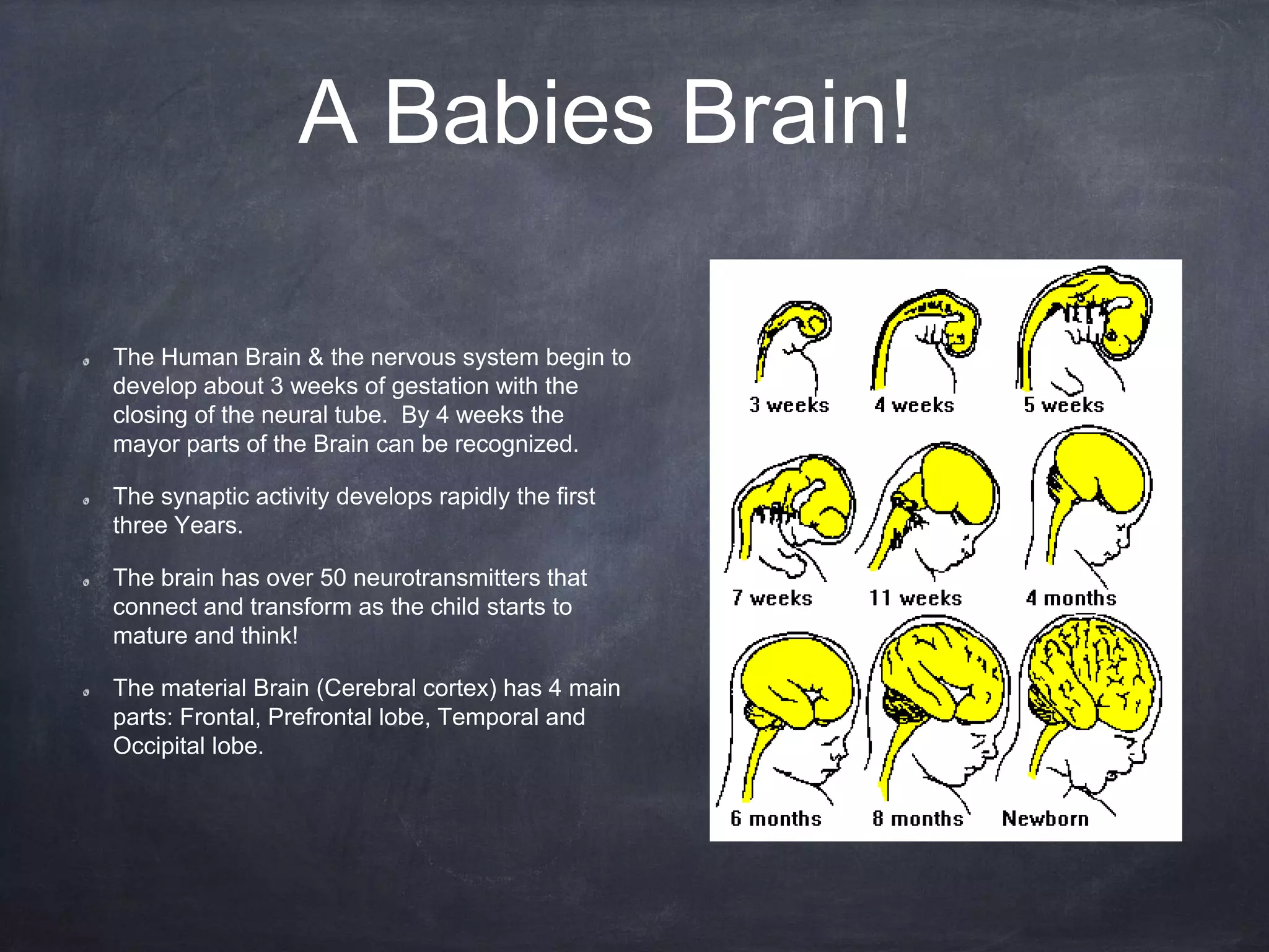 A Babies Brain!
The Human Brain & the nervous system begin to
develop about 3 weeks of gestation with the
closing of the neural tube. By 4 weeks the
mayor parts of the Brain can be recognized.
The synaptic activity develops rapidly the first
three Years.
The brain has over 50 neurotransmitters that
connect and transform as the child starts to
mature and think!
The material Brain (Cerebral cortex) has 4 main
parts: Frontal, Prefrontal lobe, Temporal and
Occipital lobe.
 