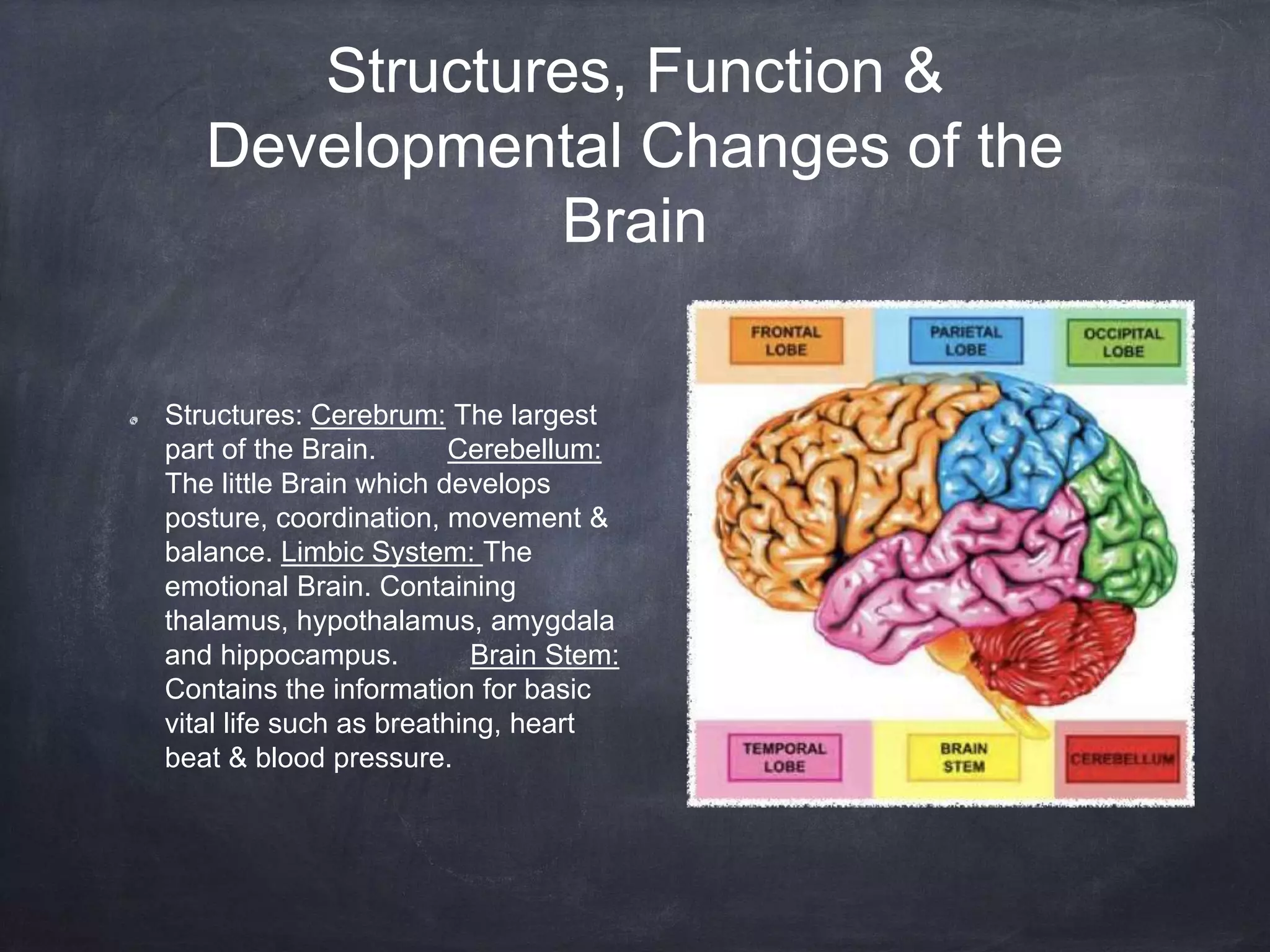 Structures, Function &
Developmental Changes of the
Brain
Structures: Cerebrum: The largest
part of the Brain. Cerebellum:
The little Brain which develops
posture, coordination, movement &
balance. Limbic System: The
emotional Brain. Containing
thalamus, hypothalamus, amygdala
and hippocampus. Brain Stem:
Contains the information for basic
vital life such as breathing, heart
beat & blood pressure.
 