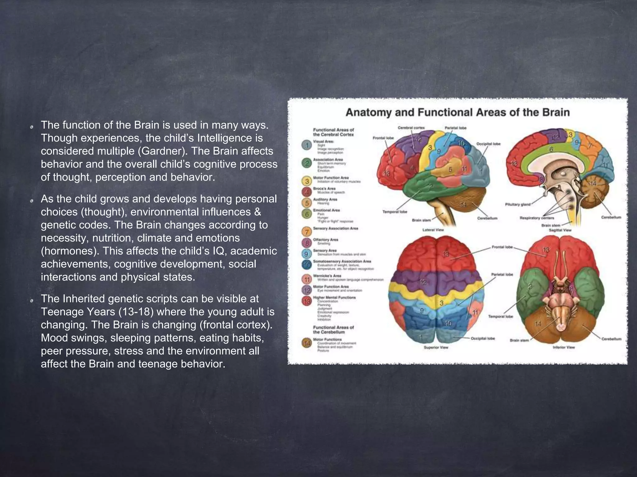 The function of the Brain is used in many ways.
Though experiences, the child’s Intelligence is
considered multiple (Gardner). The Brain affects
behavior and the overall child’s cognitive process
of thought, perception and behavior.
As the child grows and develops having personal
choices (thought), environmental influences &
genetic codes. The Brain changes according to
necessity, nutrition, climate and emotions
(hormones). This affects the child’s IQ, academic
achievements, cognitive development, social
interactions and physical states.
The Inherited genetic scripts can be visible at
Teenage Years (13-18) where the young adult is
changing. The Brain is changing (frontal cortex).
Mood swings, sleeping patterns, eating habits,
peer pressure, stress and the environment all
affect the Brain and teenage behavior.
 