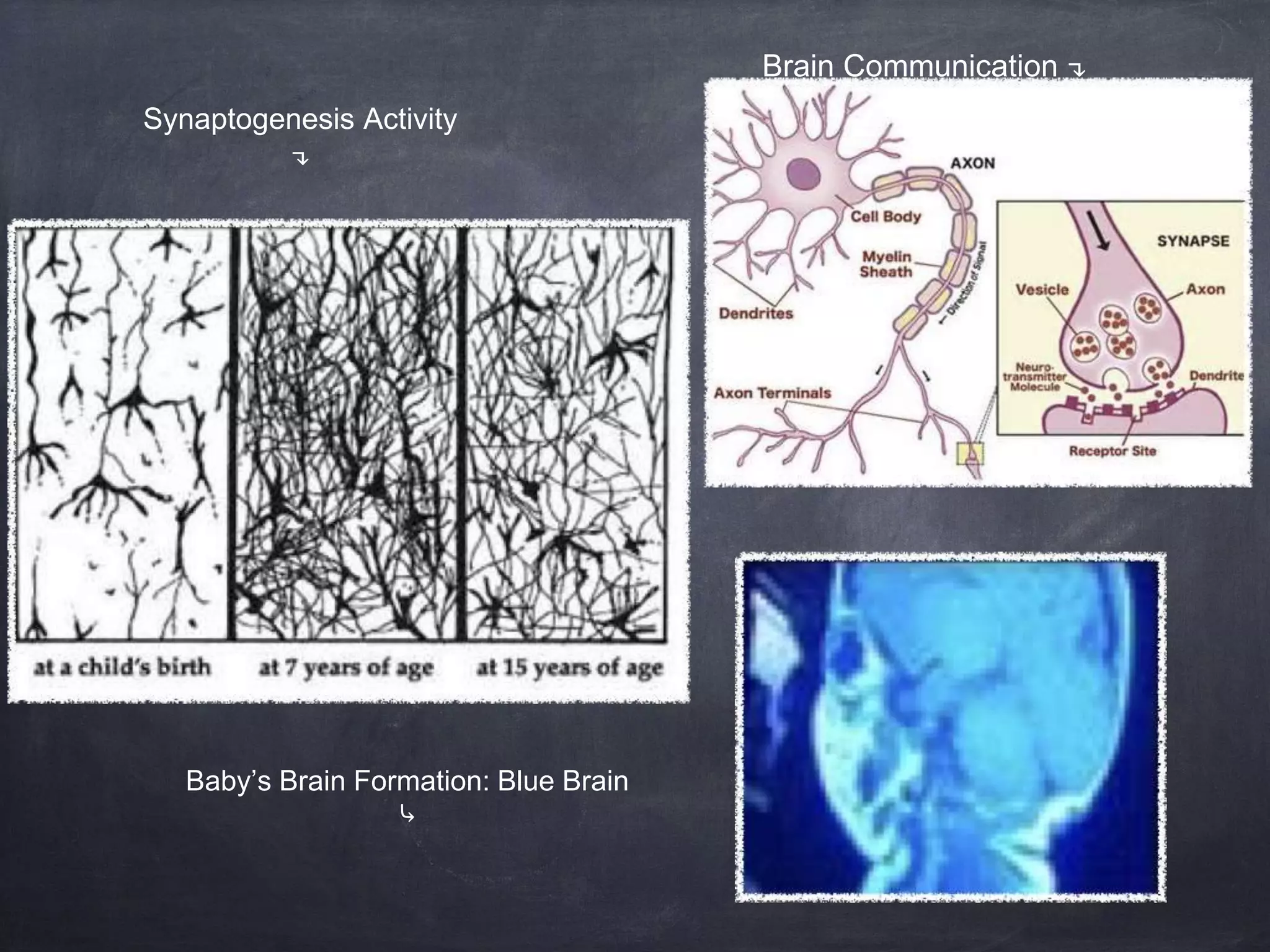 Synaptogenesis Activity
↴
Baby’s Brain Formation: Blue Brain
⤷
Brain Communication ↴
 