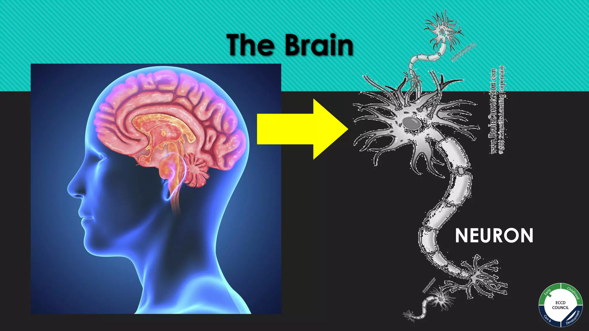 Brain Development.pdf