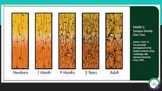 Brain Development.pdf