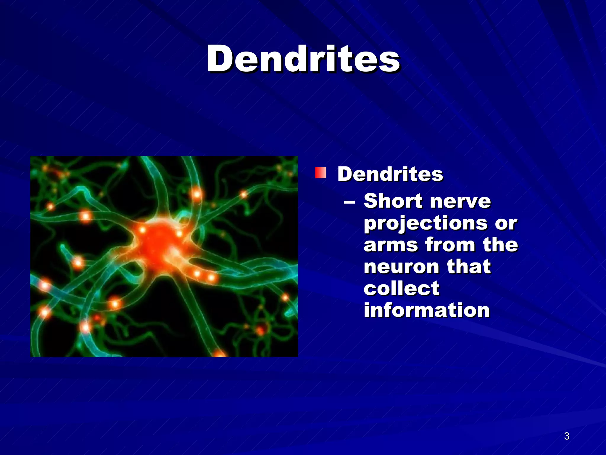 Dendrites Dendrites Short nerve projections or arms from the neuron that collect information 