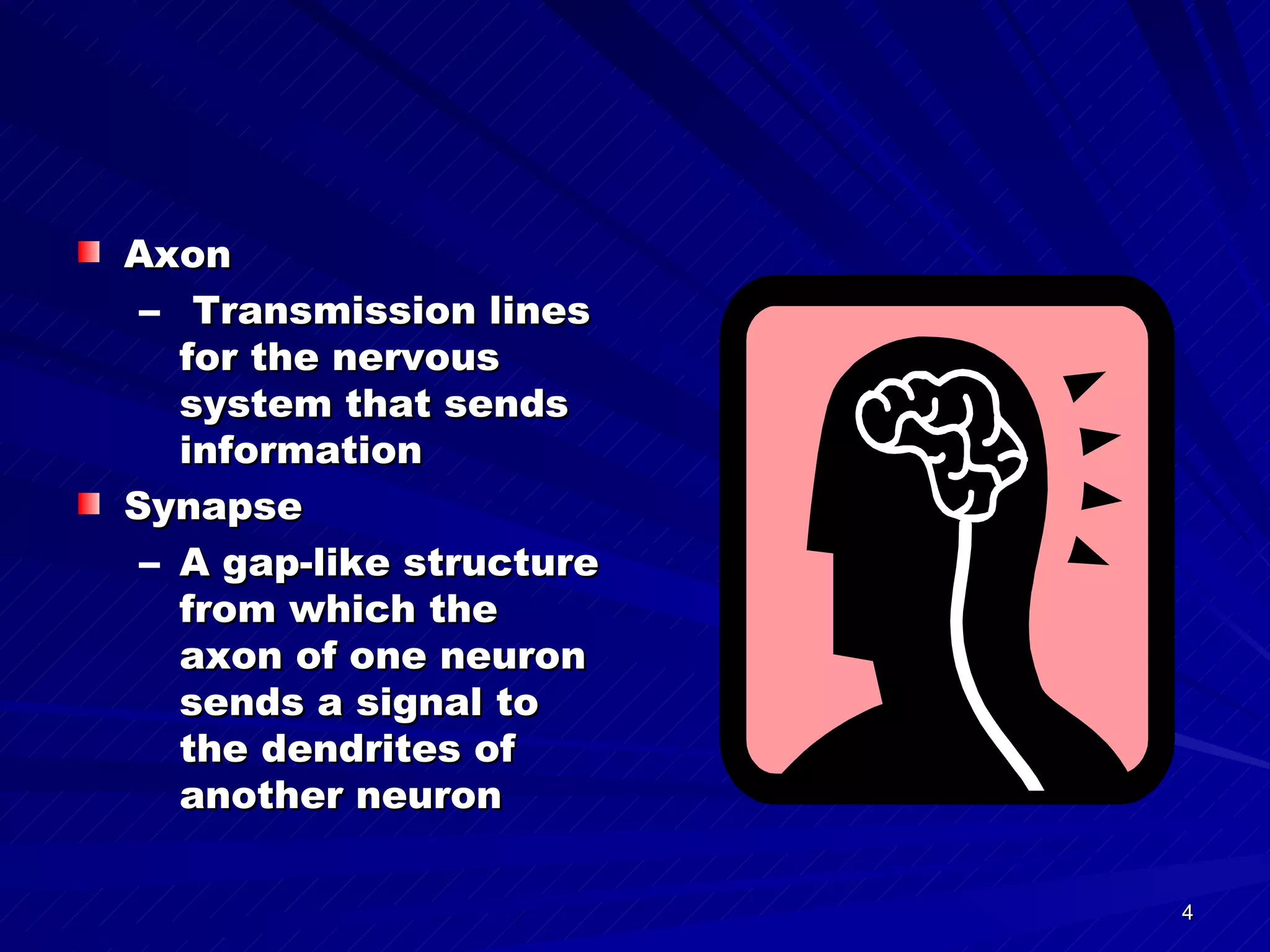 Axon Transmission lines for the nervous system that sends information Synapse A gap-like structure from which the axon of one neuron sends a signal to the dendrites of another neuron 