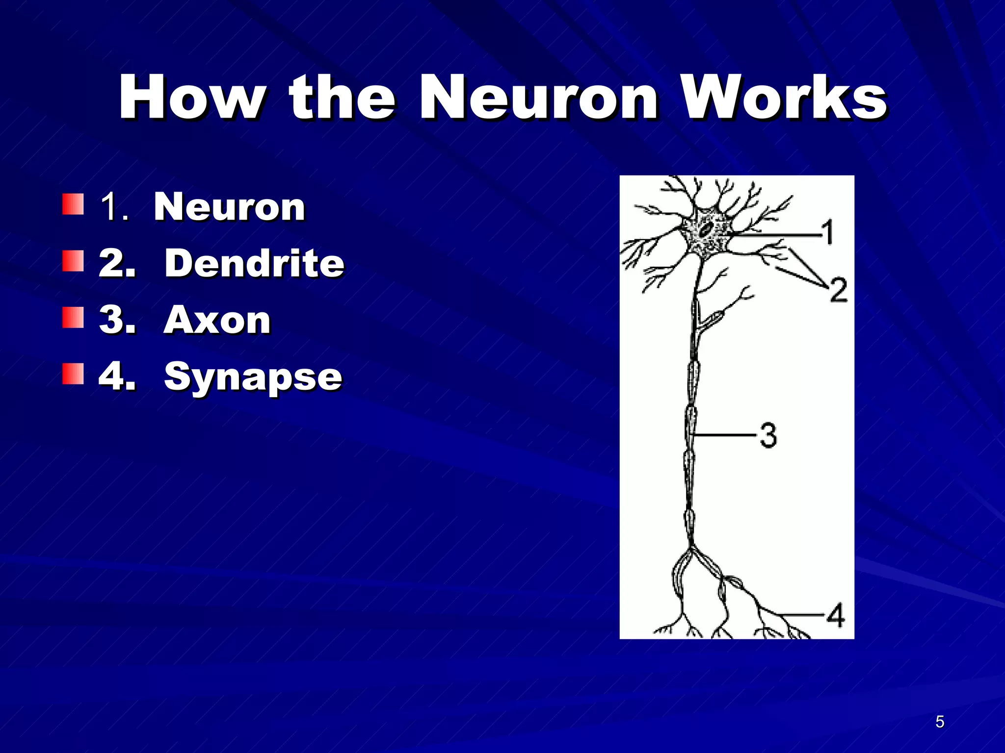 How the Neuron Works 1.  Neuron 2.  Dendrite 3.  Axon 4.  Synapse 
