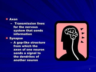 Axon Transmission lines for the nervous system that sends information Synapse A gap-like structure from which the axon of one neuron sends a signal to the dendrites of another neuron 