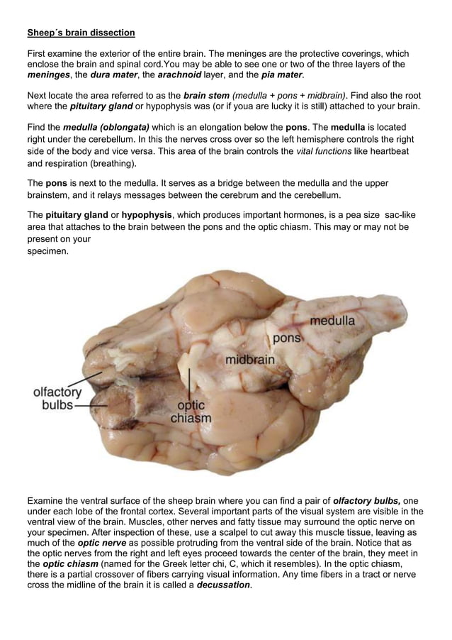 Sheep´s brain dissection biodeluna PDF