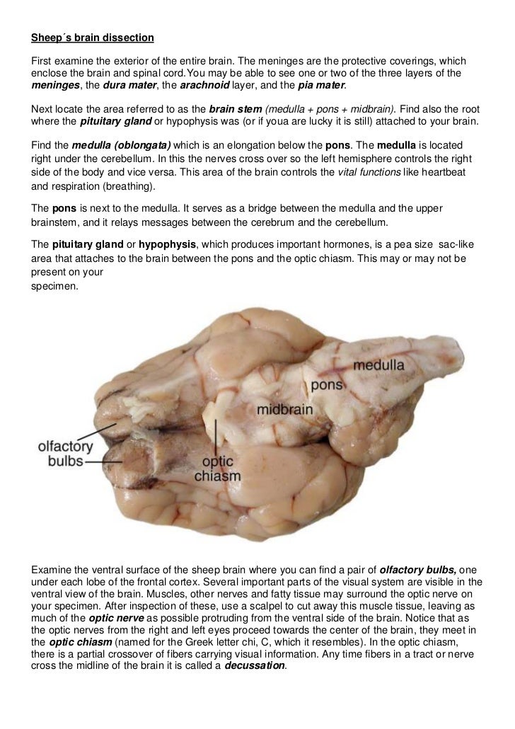 Sheep Brain Dissection Worksheet