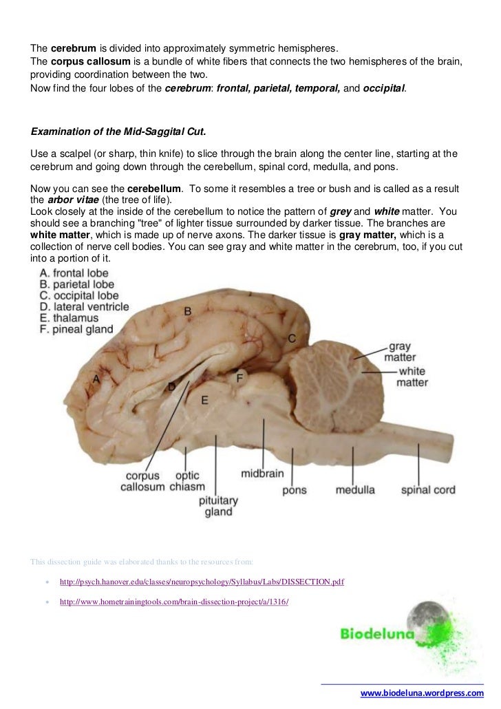 Sheep Brain Dissection Worksheet