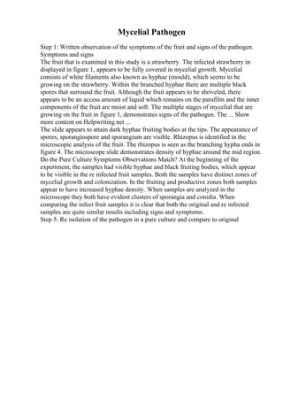 Mycelial Pathogen
Step 1: Written observation of the symptoms of the fruit and signs of the pathogen.
Symptoms and signs
The fruit that is examined in this study is a strawberry. The infected strawberry in
displayed in figure 1, appears to be fully covered in mycelial growth. Mycelial
consists of white filaments also known as hyphae (mould), which seems to be
growing on the strawberry. Within the branched hyphae there are multiple black
spores that surround the fruit. Although the fruit appears to be shriveled, there
appears to be an access amount of liquid which remains on the parafilm and the inner
components of the fruit are moist and soft. The multiple stages of mycelial that are
growing on the fruit in figure 1, demonstrates signs of the pathogen. The ... Show
more content on Helpwriting.net ...
The slide appears to attain dark hyphae fruiting bodies at the tips. The appearance of
spores, sporangiospore and sporangium are visible. Rhizopus is identified in the
microscopic analysis of the fruit. The rhizopus is seen as the branching hypha ends in
figure 4. The microscope slide demonstrates density of hyphae around the mid region.
Do the Pure Culture Symptoms Observations Match? At the beginning of the
experiment, the samples had visible hyphae and black fruiting bodies, which appear
to be visible in the re infected fruit samples. Both the samples have distinct zones of
mycelial growth and colonization. In the fruiting and productive zones both samples
appear to have increased hyphae density. When samples are analyzed in the
microscope they both have evident clusters of sporangia and conidia. When
comparing the infect fruit samples it is clear that both the original and re infected
samples are quite similar results including signs and symptoms.
Step 5: Re isolation of the pathogen in a pure culture and compare to original
 