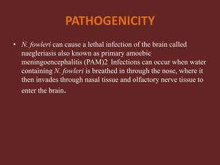 PATHOGENICITY
• N. fowleri can cause a lethal infection of the brain called
naegleriasis also known as primary amoebic
meningoencephalitis (PAM)2. Infections can occur when water
containing N. fowleri is breathed in through the nose, where it
then invades through nasal tissue and olfactory nerve tissue to
enter the brain.
 