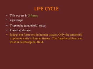 LIFE CYCLE
• This occurs in 3 forms
• Cyst stage
• Trophozite (amoeboid) stage
• Flagellated stage
• It does not form cyst in human tissues. Only the amoeboid
trophozite exits in human tissues. The flagellated form can
exist in cerebrospinal fluid.
 