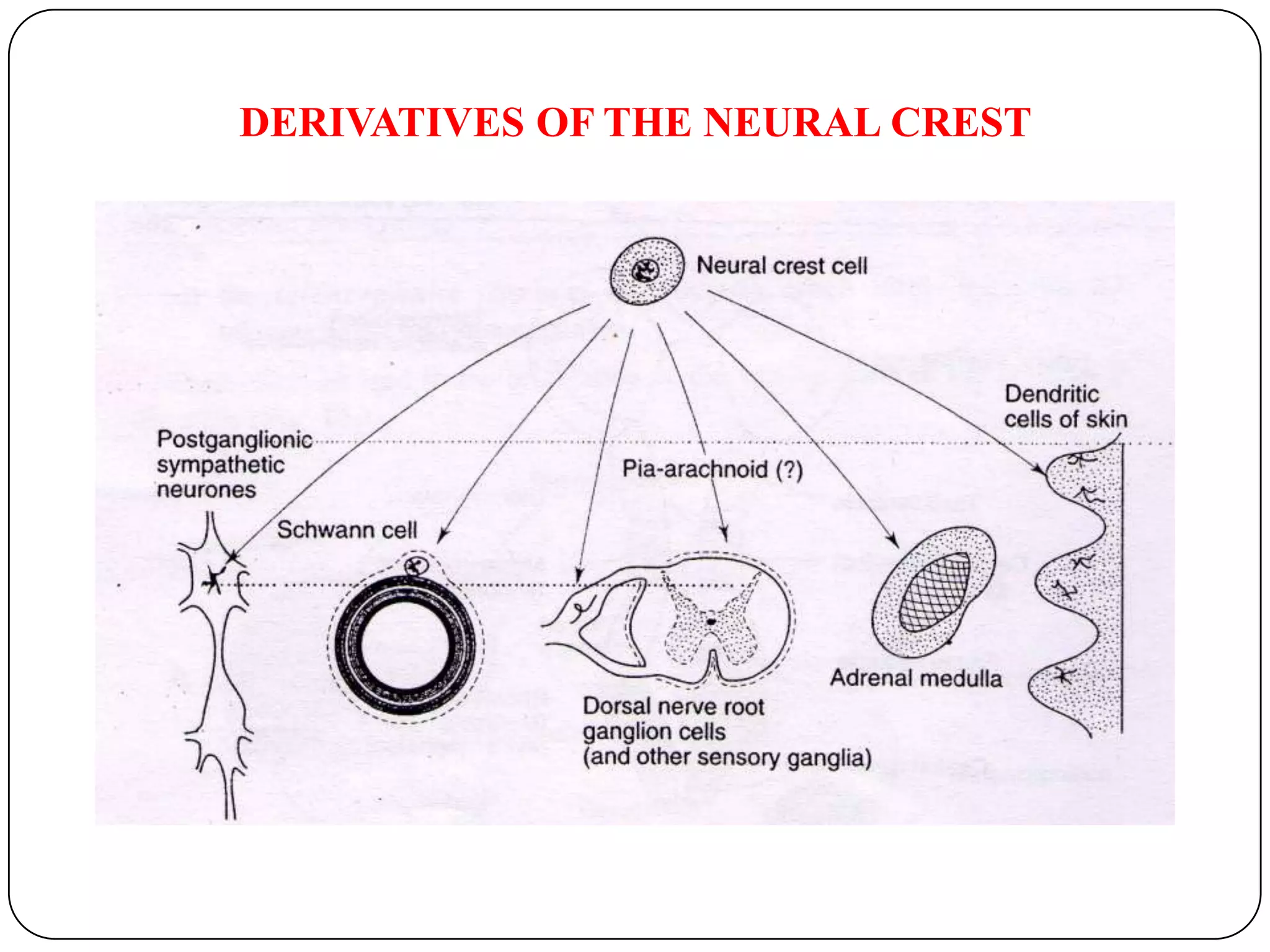 DERIVATIVES OF THE NEURAL CREST