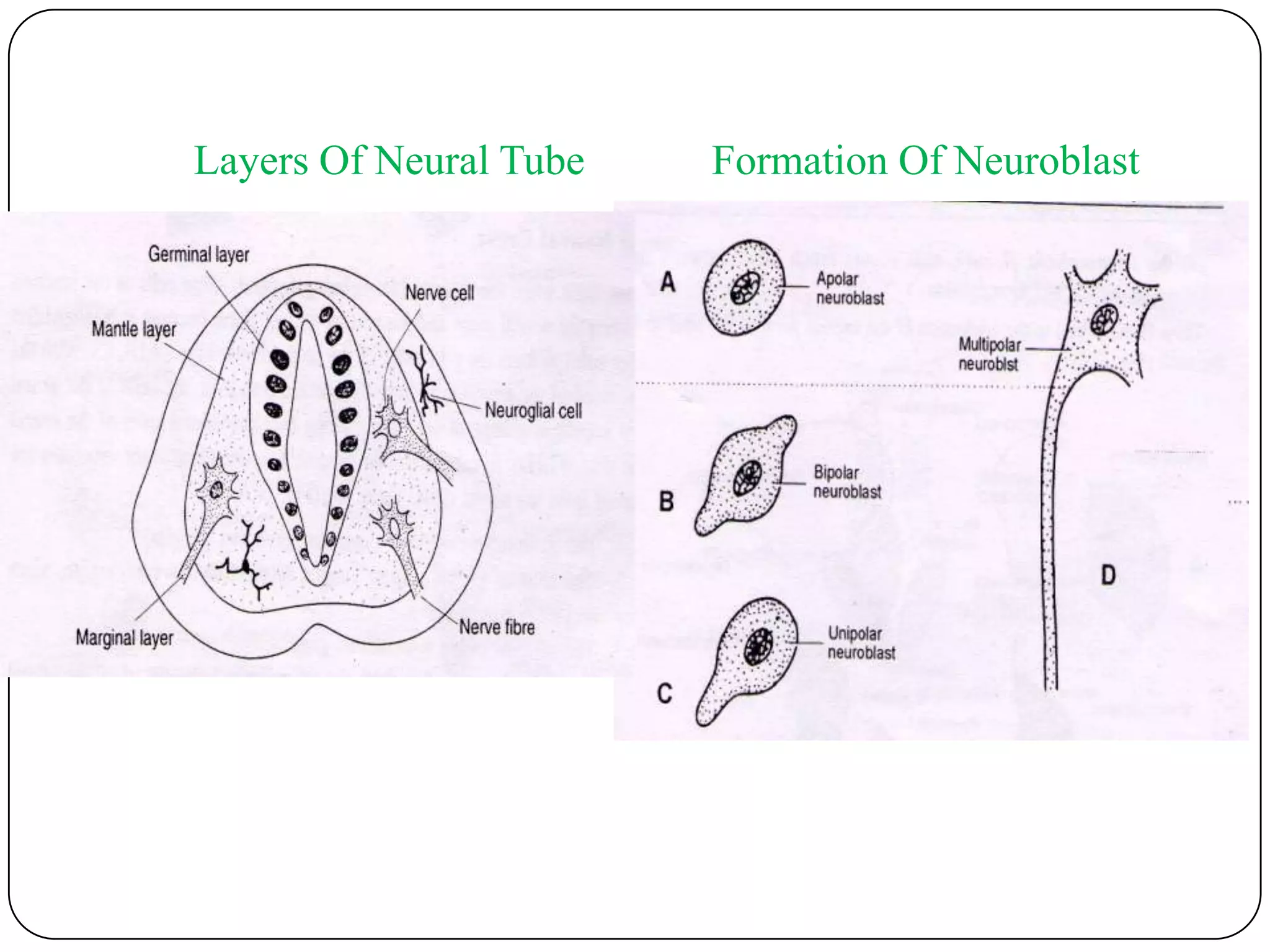 Layers Of Neural Tube            Formation Of Neuroblast