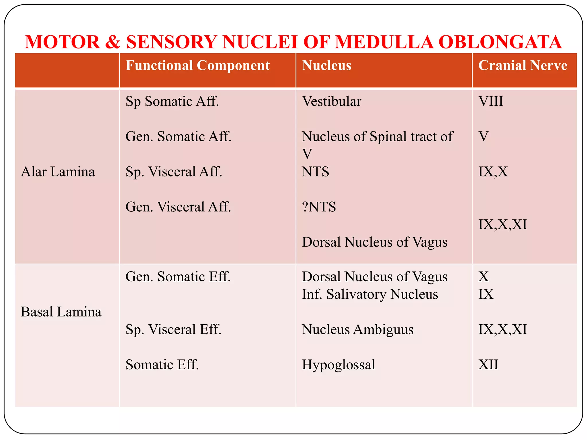 Sulcuslimitansdivides   Dorsal(lateral) alar  lamina-caudal bulbopontine extensionolivary nuclei                  Sensory nuclei of cranial n of medulla  Ventral(medial) basal lamina-                  Motor nuclei of cranial n of medullaDEVELOPMENT OF MEDULLA OBLONGATA