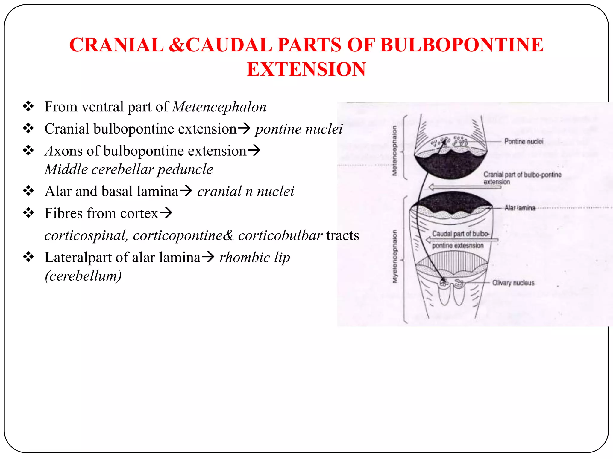 MOTOR & SENSORY NUCLEI OF MEDULLA OBLONGATA