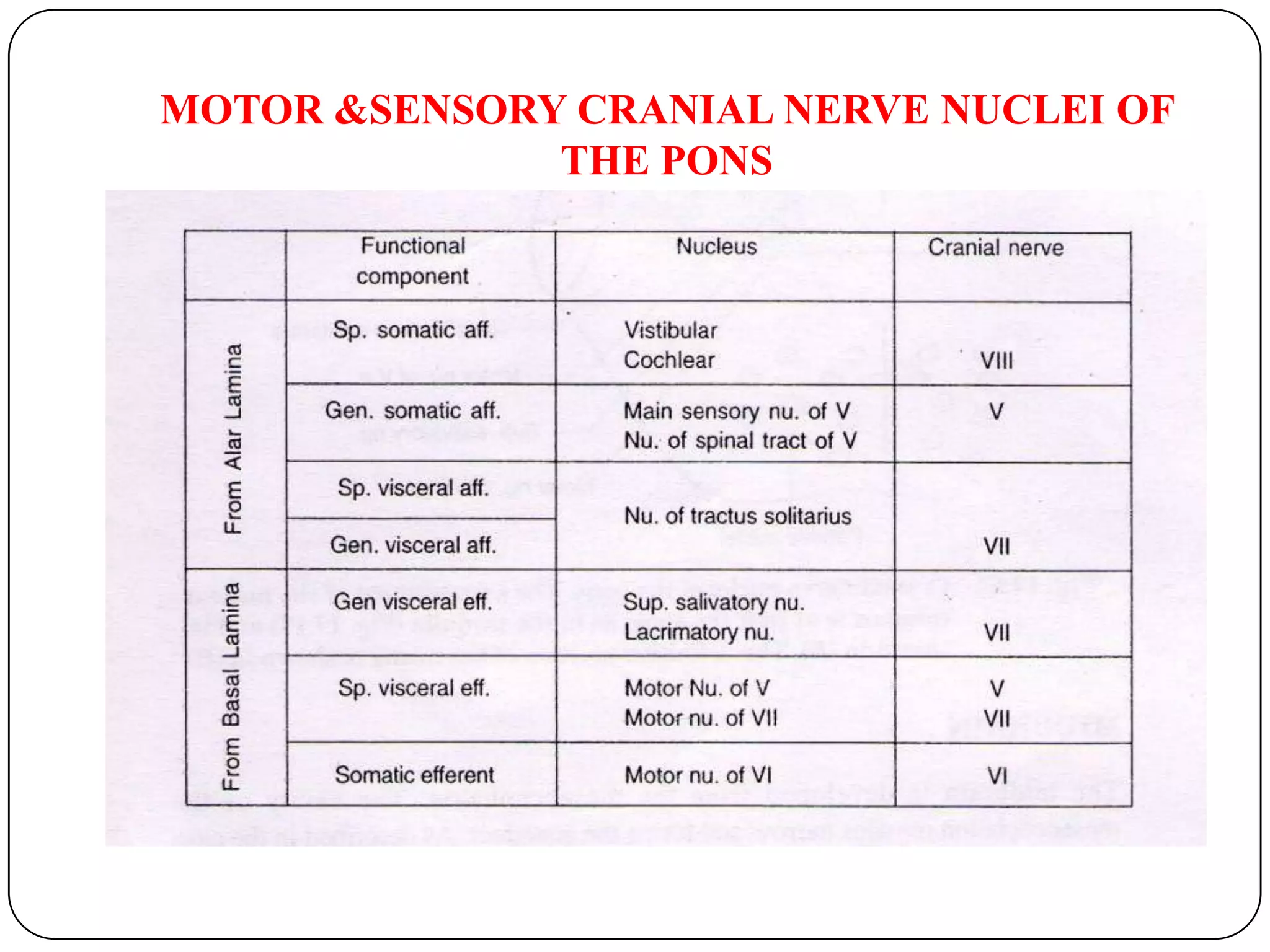 Cranial bulbopontine extensionpontine nuclei