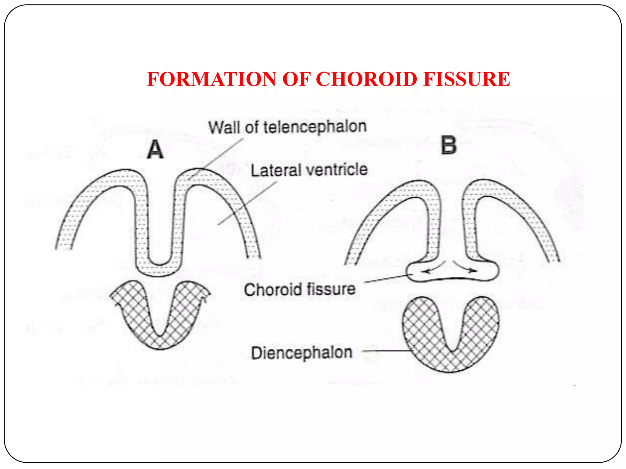 DEVELOPMENT OF MID BRAINFrom  mesencephalon