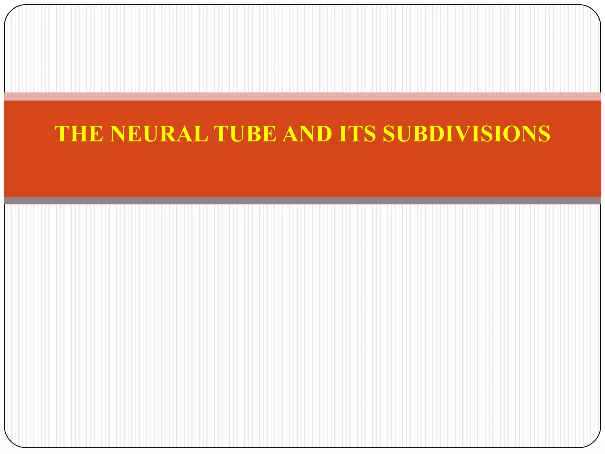 THE NEURAL TUBE AND ITS SUBDIVISIONS