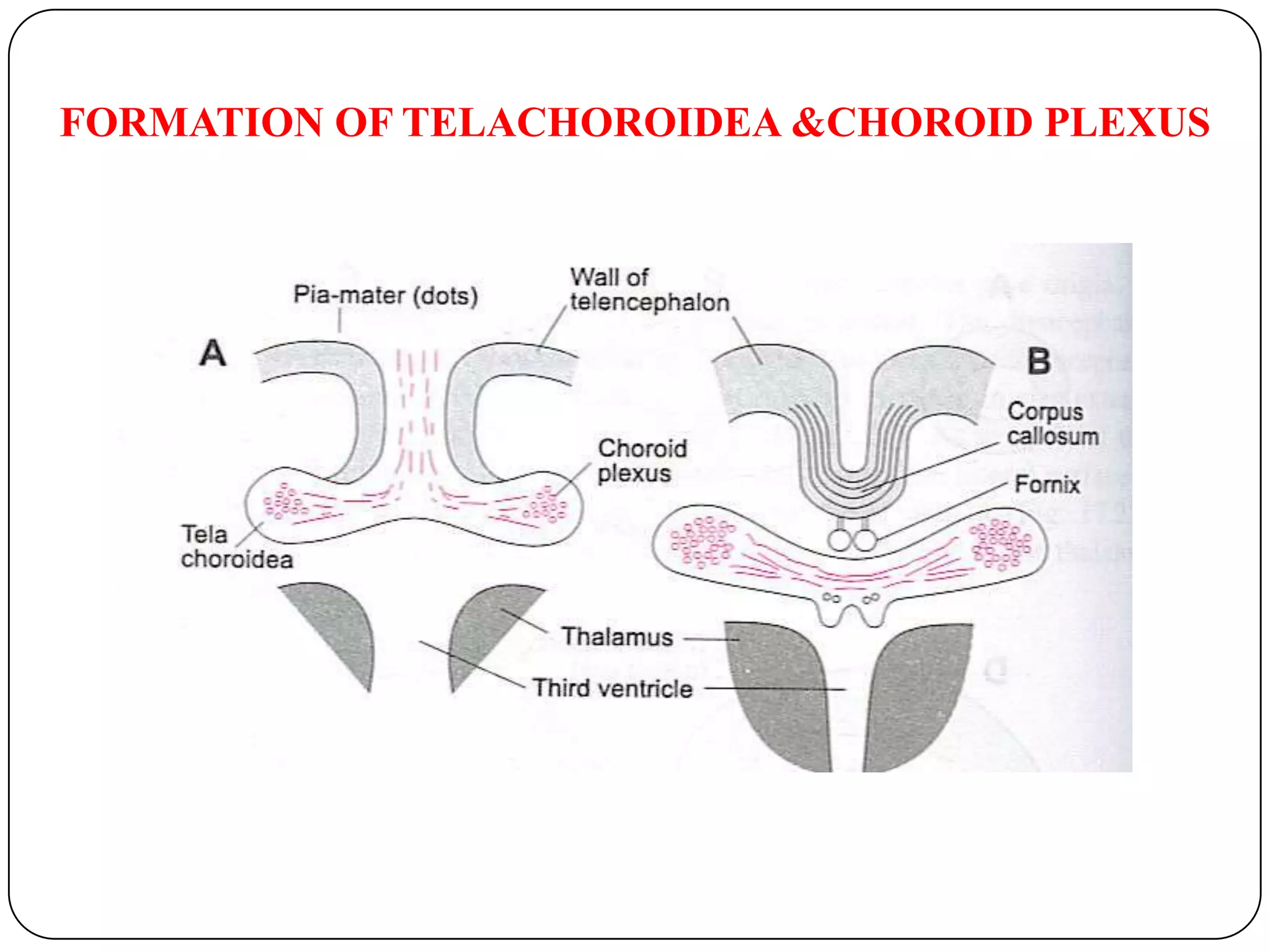 Ventral or Basal  laminaoculomotor n nuctrochlear n nucEdingerWestphalnucDorsal or Alar lamina      cells of colliculi      red nucleussubstantianigraDescending fibres form crus cerebri/basis pedunculiDEVELOPMENT OF THE CEREBELLUM