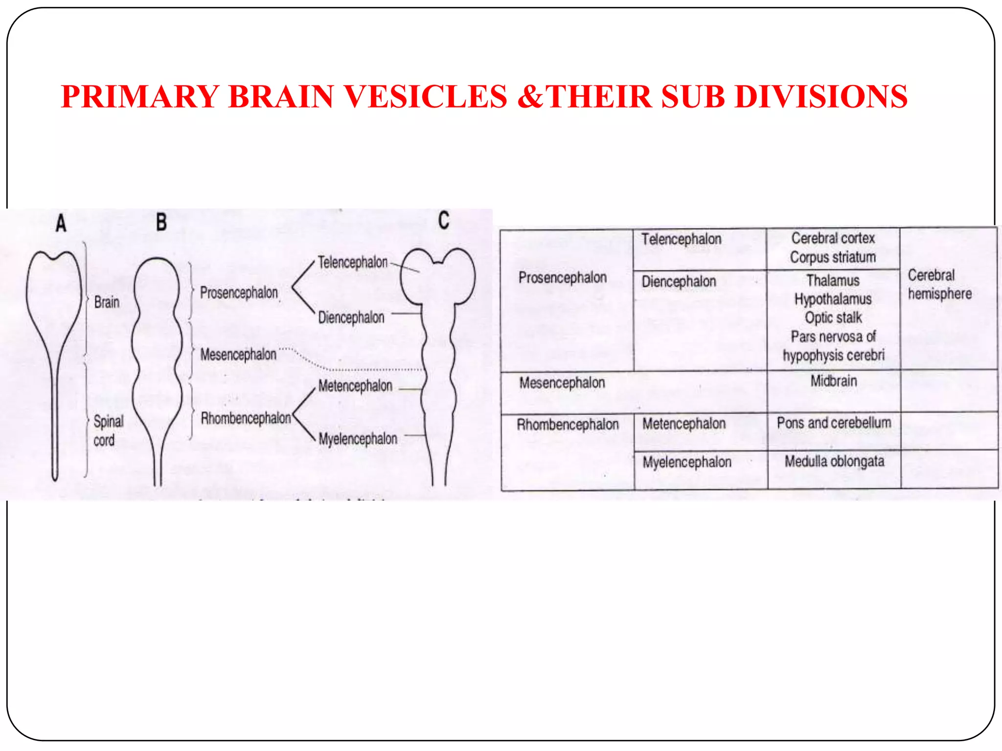 PRIMARY BRAIN VESICLES &THEIR SUB DIVISIONS