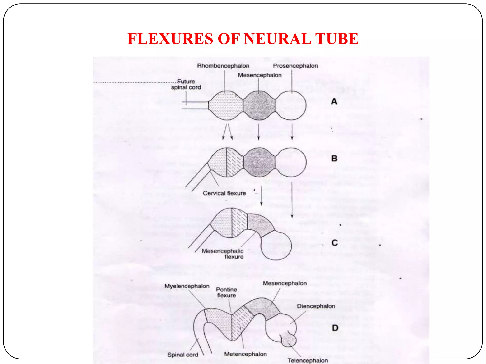 FLEXURES OF NEURAL TUBE