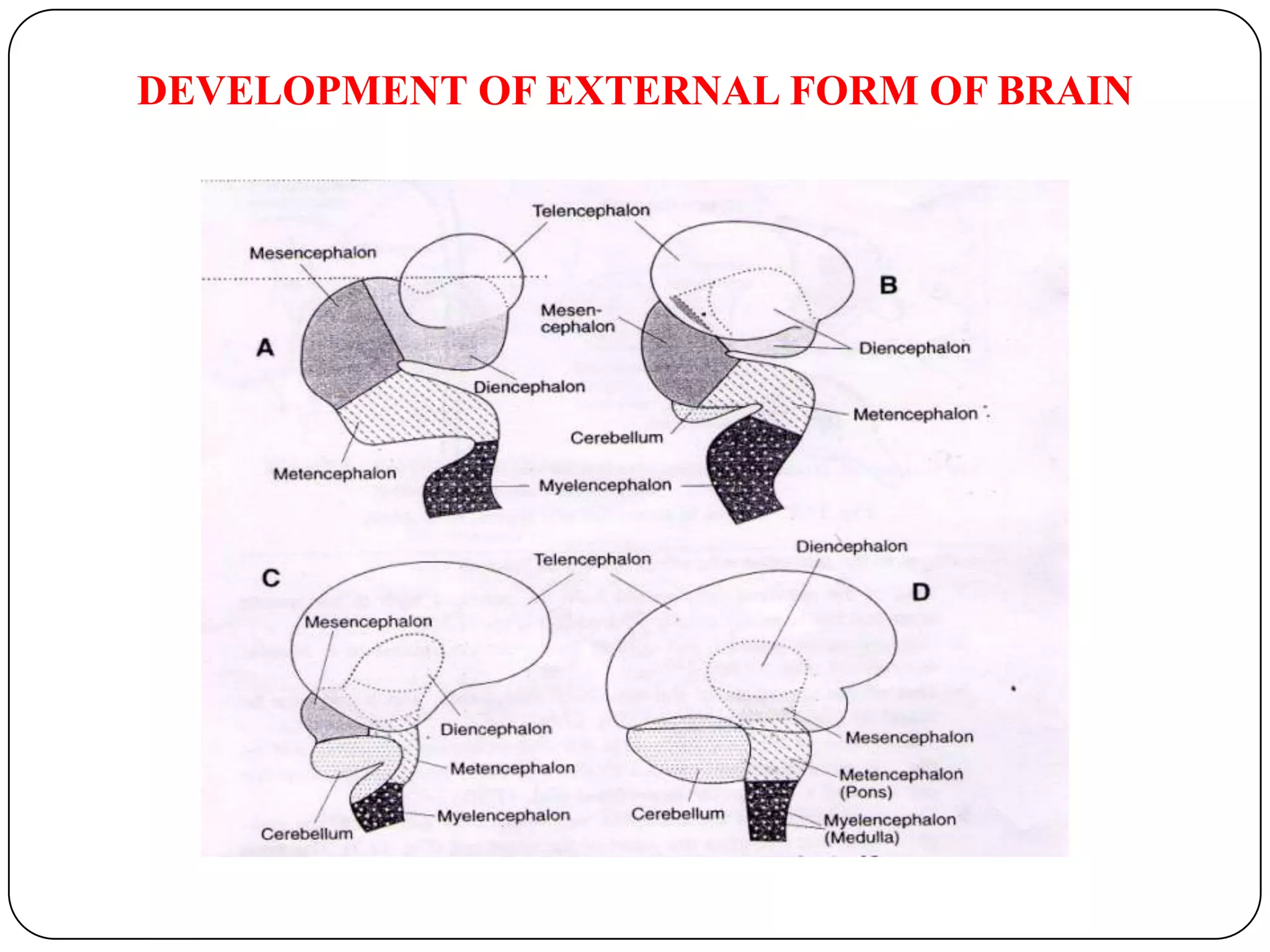 DEVELOPMENT OF EXTERNAL FORM OF BRAIN