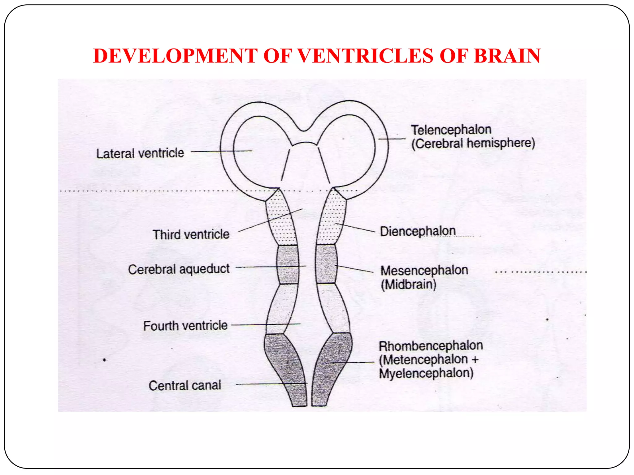 DEVELOPMENT OF VENTRICLES OF BRAIN