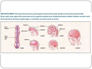 EMBRYOLOGY OF BRAIN,NEW | PPTX