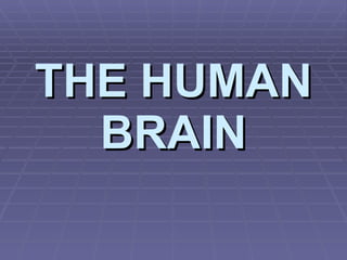 THE HUMAN BRAIN 