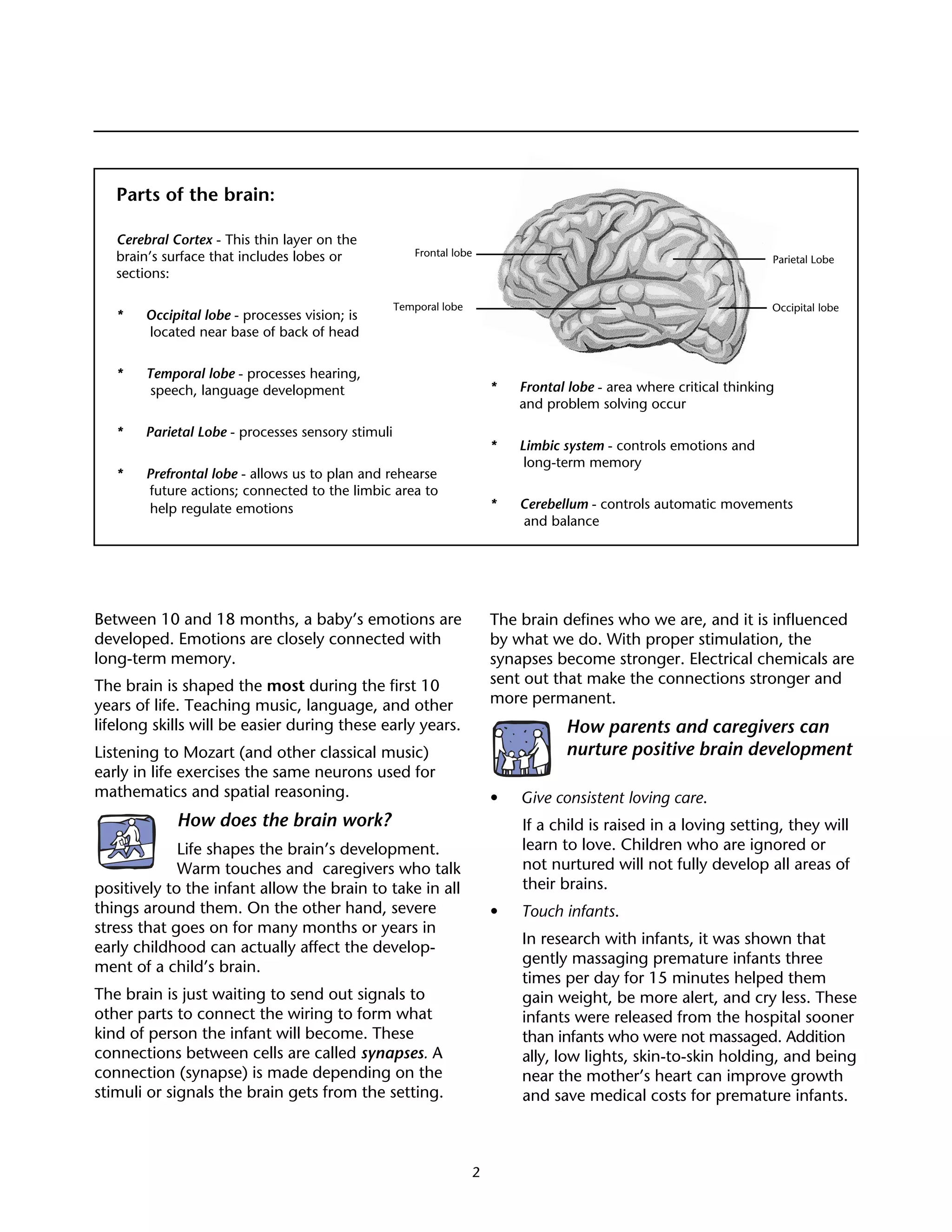 Woodland Owner Notes




   Parts of the brain:

   Cerebral Cortex - This thin layer on the
   brain’s surface that includes lobes or              Frontal lobe
                                                                                                                     Parietal Lobe
   sections:

                                                   Temporal lobe                                                     Occipital lobe
   *   Occipital lobe - processes vision; is
       located near base of back of head

   *   Temporal lobe - processes hearing,
        speech, language development                                   *   Frontal lobe - area where critical thinking
                                                                           and problem solving occur

   *   Parietal Lobe - processes sensory stimuli
                                                                       *   Limbic system - controls emotions and
                                                                            long-term memory
   *   Prefrontal lobe - allows us to plan and rehearse
       future actions; connected to the limbic area to
        help regulate emotions                                         *   Cerebellum - controls automatic movements
                                                                           and balance




Between 10 and 18 months, a baby’s emotions are                        The brain defines who we are, and it is influenced
developed. Emotions are closely connected with                         by what we do. With proper stimulation, the
long-term memory.                                                      synapses become stronger. Electrical chemicals are
The brain is shaped the most during the first 10                       sent out that make the connections stronger and
years of life. Teaching music, language, and other                     more permanent.
lifelong skills will be easier during these early years.                          How parents and caregivers can
Listening to Mozart (and other classical music)                                   nurture positive brain development
early in life exercises the same neurons used for
mathematics and spatial reasoning.                                     •   Give consistent loving care.
             How does the brain work?                                      If a child is raised in a loving setting, they will
             Life shapes the brain’s development.                          learn to love. Children who are ignored or
             Warm touches and caregivers who talk                          not nurtured will not fully develop all areas of
positively to the infant allow the brain to take in all                    their brains.
things around them. On the other hand, severe                          •   Touch infants.
stress that goes on for many months or years in
                                                                           In research with infants, it was shown that
early childhood can actually affect the develop-
                                                                           gently massaging premature infants three
ment of a child’s brain.
                                                                           times per day for 15 minutes helped them
The brain is just waiting to send out signals to                           gain weight, be more alert, and cry less. These
other parts to connect the wiring to form what                             infants were released from the hospital sooner
kind of person the infant will become. These                               than infants who were not massaged. Addition
connections between cells are called synapses. A                           ally, low lights, skin-to-skin holding, and being
connection (synapse) is made depending on the                              near the mother’s heart can improve growth
stimuli or signals the brain gets from the setting.                        and save medical costs for premature infants.



                                                                   2
 