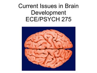 Current Issues in Brain Development ECE/PSYCH 275 
