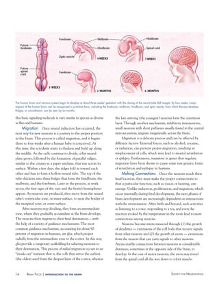 14 Society for NeuroScieNceBraiN factS | introduction to the brain
this basic signaling molecule is very similar in species as diverse
as flies and humans.
Migration Once neural induction has occurred, the
next step for new neurons is a journey to the proper position
in the brain. This process is called migration, and it begins
three to four weeks after a human baby is conceived. At
this time, the ectoderm starts to thicken and build up along
the middle. As the cells continue to divide, a flat neural
plate grows, followed by the formation of parallel ridges,
similar to the creases in a paper airplane, that rise across its
surface. Within a few days, the ridges fold in toward each
other and fuse to form a hollow neural tube. The top of the
tube thickens into three bulges that form the hindbrain, the
midbrain, and the forebrain. Later in the process, at week
seven, the first signs of the eyes and the brain’s hemispheres
appear. As neurons are produced, they move from the neural
tube’s ventricular zone, or inner surface, to near the border of
the marginal zone, or outer surface.
After neurons stop dividing, they form an intermediate
zone, where they gradually accumulate as the brain develops.
The neurons then migrate to their final destination— with
the help of a variety of guidance mechanisms. The most
common guidance mechanism, accounting for about 90
percent of migration in humans, are glia, which project
radially from the intermediate zone to the cortex. In this way,
glia provide a temporary scaffolding for ushering neurons to
their destination. This process of radial migration occurs in an
“inside-out” manner; that is, the cells that arrive the earliest
(the oldest ones) form the deepest layer of the cortex, whereas
the late-arriving (the youngest) neurons form the outermost
layer. Through another mechanism, inhibitory interneurons,
small neurons with short pathways usually found in the central
nervous system, migrate tangentially across the brain.
Migration is a delicate process and can be affected by
different factors. External forces, such as alcohol, cocaine,
or radiation, can prevent proper migration, resulting in
misplacement of cells, which may lead to mental retardation
or epilepsy. Furthermore, mutations in genes that regulate
migration have been shown to cause some rare genetic forms
of retardation and epilepsy in humans.
Making Connections Once the neurons reach their
final location, they must make the proper connections so
that a particular function, such as vision or hearing, can
emerge. Unlike induction, proliferation, and migration, which
occur internally during fetal development, the next phases of
brain development are increasingly dependent on interactions
with the environment. After birth and beyond, such activities
as listening to a voice, responding to a toy, and even the
reaction evoked by the temperature in the room lead to more
connections among neurons.
Neurons become interconnected through (1) the growth
of dendrites — extensions of the cell body that receive signals
from other neurons and (2) the growth of axons — extensions
from the neuron that can carry signals to other neurons.
Axons enable connections between neurons at considerable
distances, sometimes at the opposite side of the brain, to
develop. In the case of motor neurons, the axon may travel
from the spinal cord all the way down to a foot muscle.
The human brain and nervous system begin to develop at about three weeks’ gestation with the closing of the neural tube (left image). By four weeks, major
regions of the human brain can be recognized in primitive form, including the forebrain, midbrain, hindbrain, and optic vesicle, from which the eye develops.
Ridges, or convolutions, can be seen by six months.
 