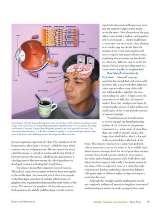 19Society for NeuroScieNce sensing, thinking, and behaving | BraiN factS
process to generate a spectrum of colors. The central part of the
human retina, where light is focused, is called the fovea, which
contains only red and green cones. The area around the fovea,
called the macula, is critical for reading and driving. Death of
photoreceptors in the macula, called macular degeneration, is
a leading cause of blindness among the elderly population in
developed countries, including the United States.
The retina contains three organized layers of neurons.
The rod and cone photoreceptors in the first layer send signals
to the middle layer (interneurons), which then relays signals
to the third layer, consisting of multiple different types of
ganglion cells, specialized neurons near the inner surface of the
retina. The axons of the ganglion cells form the optic nerve.
Each neuron in the middle and third layer typically receives
Vision begins with light passing through the cornea and the lens, which combine to produce a clear
image of the visual world on a sheet of photoreceptors called the retina. As in a camera, the image
on the retina is reversed: Objects above the center project to the lower part and vice versa. The
information from the retina — in the form of electrical signals — is sent via the optic nerve to other
parts of the brain, which ultimately process the image and allow us to see.
input from many cells in the previous layer,
and the number of inputs varies widely
across the retina. Near the center of the gaze,
where visual acuity is highest, each ganglion
cell receives inputs — via the middle layer
— from one cone or, at most, a few, allowing
us to resolve very fine details. Near the
margins of the retina, each ganglion cell
receives signals from many rods and cones,
explaining why we cannot see fine details
on either side. Whether large or small, the
region of visual space providing input to a
visual neuron is called its receptive field.
how Visual Information Is
Processed About 60 years ago,
scientists discovered that each vision cell’s
receptive field is activated when light hits
a tiny region in the center of the field
and inhibited when light hits the area
surrounding the center. If light covers the
entire receptive field, the cell responds
weakly. Thus, the visual process begins by
comparing the amount of light striking any
small region of the retina with the amount
of surrounding light.
Visual information from the retina
is relayed through the lateral geniculate
nucleus of the thalamus to the primary
visual cortex — a thin sheet of tissue (less
than one-tenth of an inch thick), a bit
larger than a half-dollar, which is located
in the occipital lobe in the back of the
brain. The primary visual cortex is densely packed with
cells in many layers, just as the retina is. In its middle layer,
which receives messages from the lateral geniculate nucleus,
scientists have found responses similar to those seen in
the retina and in lateral geniculate cells. Cells above and
below this layer respond differently. They prefer stimuli in
the shape of bars or edges and those at a particular angle
(orientation). Further studies have shown that different
cells prefer edges at different angles or edges moving in a
particular direction.
Although the visual processing mechanisms are not
yet completely understood, recent findings from anatomical
and physiological studies in monkeys suggest that visual
 