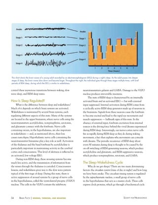 34 Society for NeuroScieNceBraiN factS | sensing, thinking, and behaving
control these mysterious transitions between waking, slow
wave sleep, and REM sleep states.
how Is Sleep Regulated?
What is the difference between sleep and wakefulness?
Much of it depends on which brain systems are activated.
Wakefulness is maintained by several brain systems, each
regulating different aspects of this state. Many of the systems
are located in the upper brainstem, where nerve cells using the
neurotransmitters acetylcholine, norepinephrine, serotonin,
and glutamate connect with the forebrain. Nerve cells
containing orexin, in the hypothalamus, are also important
in wakefulness — and, as mentioned above, their loss
causes narcolepsy. Hypothalamic nerve cells containing the
neurotransmitter histamine play a key role as well. Activation
of the thalamus and the basal forebrain by acetylcholine is
particularly important in maintaining activity in the cerebral
cortex and consciousness. This level of alertness is reflected in
an activated, low-voltage EEG.
During non-REM sleep, these arousing systems become
much less active, and the transmission of information from
the senses through the thalamus is curtailed. Consciousness
lessens, and wakefulness gives way to the slow wave pattern
typical of the first stage of sleep. During this state, there is
active suppression of arousal systems by a group of nerve cells
in the hypothalamus, called the ventrolateral preoptic (VLPO)
nucleus. The cells in the VLPO contain the inhibitory
neurotransmitters galanin and GABA. Damage to the VLPO
nucleus produces irreversible insomnia.
The state of REM sleep is characterized by an internally
activated brain and an activated EEG — but with external
input suppressed. Internal activation during REM comes from
a cyclically active REM sleep generator made up of neurons in
the brainstem. Signals from these neurons cause the forebrain
to become excited and lead to the rapid eye movements and
muscle suppression — hallmark signs of this state. In the
absence of external input, forebrain excitation from internal
sources is the driving force behind the vivid dreams experienced
during REM sleep. Interestingly, our motor cortex nerve cells
fire as rapidly during REM sleep as they do during waking
movement, a fact that explains why movement can coincide
with dreams. The periodic recurrence of REM sleep about
every 90 minutes during sleep is thought to be caused by the
on-off switching of REM-generating neurons, which produce
acetylcholine and glutamate, and REM-suppressive neurons,
which produce norepinephrine, serotonin, and GABA.
The Sleep-Wakefulness Cycle
Why do we get sleepy? There are two main determining
factors: the circadian system (time of day or night) and how long
we have been awake. The circadian timing system is regulated
by the suprachiasmatic nucleus, a small group of nerve cells
in the hypothalamus that acts as a master clock. These cells
express clock proteins, which go through a biochemical cycle
This chart shows the brain waves of a young adult recorded by an electroencephalogram (eeG) during a night’s sleep. As the adult passes into deeper
stages of sleep, the brain waves slow down and become larger. Throughout the night, the individual goes through these stages multiple times, with brief
periods of ReM sleep, during which the eeG is similar to wakefulness.
 