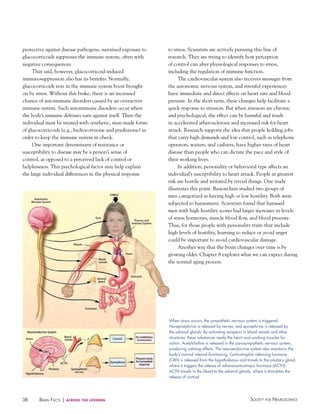 38 Society for NeuroScieNceBraiN factS | across the lifespan
protective against disease pathogens, sustained exposure to
glucocorticoids suppresses the immune system, often with
negative consequences.
That said, however, glucocorticoid-induced
immunosuppression also has its benefits. Normally,
glucocorticoids rein in the immune system boost brought
on by stress. Without this brake, there is an increased
chance of autoimmune disorders caused by an overactive
immune system. Such autoimmune disorders occur when
the body’s immune defenses turn against itself. Then the
individual must be treated with synthetic, man-made forms
of glucocorticoids (e.g., hydrocortisone and prednisone) in
order to keep the immune system in check.
One important determinant of resistance or
susceptibility to disease may be a person’s sense of
control, as opposed to a perceived lack of control or
helplessness. This psychological factor may help explain
the large individual differences in the physical response
to stress. Scientists are actively pursuing this line of
research. They are trying to identify how perception
of control can alter physiological responses to stress,
including the regulation of immune function.
The cardiovascular system also receives messages from
the autonomic nervous system, and stressful experiences
have immediate and direct effects on heart rate and blood
pressure. In the short term, these changes help facilitate a
quick response to stressors. But when stressors are chronic
and psychological, the effect can be harmful and result
in accelerated atherosclerosis and increased risk for heart
attack. Research supports the idea that people holding jobs
that carry high demands and low control, such as telephone
operators, waiters, and cashiers, have higher rates of heart
disease than people who can dictate the pace and style of
their working lives.
In addition, personality or behavioral type affects an
individual’s susceptibility to heart attack. People at greatest
risk are hostile and irritated by trivial things. One study
illustrates this point. Researchers studied two groups of
men categorized as having high or low hostility. Both were
subjected to harassment. Scientists found that harassed
men with high hostility scores had larger increases in levels
of stress hormones, muscle blood flow, and blood pressure.
Thus, for those people with personality traits that include
high levels of hostility, learning to reduce or avoid anger
could be important to avoid cardiovascular damage.
Another way that the brain changes over time is by
growing older. Chapter 8 explores what we can expect during
the normal aging process.
When stress occurs, the sympathetic nervous system is triggered.
Norepinephrine is released by nerves, and epinephrine is released by
the adrenal glands. By activating receptors in blood vessels and other
structures, these substances ready the heart and working muscles for
action. Acetylcholine is released in the parasympathetic nervous system,
producing calming effects. The neuroendocrine system also maintains the
body’s normal internal functioning. Corticotrophin releasing hormone
(CRh) is released from the hypothalamus and travels to the pituitary gland,
where it triggers the release of adrenocorticotropic hormone (ACTh).
ACTh travels in the blood to the adrenal glands, where it stimulates the
release of cortisol.
 