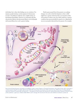 47Society for NeuroScieNce brain research | BraiN factS
every trait and chemical process in the body are controlled by a gene or group of genes on 23 paired chromosomes in the nucleus of every cell (1). each gene is
a discrete segment along the two tightly coiled strands of DNA that make up these chromosomes. DNA strands have four different types of coding molecules —
adenine (a), cytosine (C), guanine (g), and thymine (T) — the sequence of which contains the instructions for making all the proteins necessary for life (2). During
protein production, a gene uses a molecule called mRNA to send a message with instructions for the amino acids needed to manufacture a protein (3).
alcoholism, but to date, their findings are not conclusive. For
instance, people missing a certain segment of chromosome
22, due to 22q deletion syndrome, have a higher chance of
developing mental illness. However, not all people with this
chromosome deletion develop mental illness, nor do all people
with mental illness have such a genetic finding.
Rarely, genes passed down from parents can undergo
changes very early in fetal development so that a child
might have a genetic alteration that is not found in either
of his parents. In these cases, the child could have a genetic
condition that may potentially be passed on to offspring but
was not necessarily inherited from his parents. For example,
 
