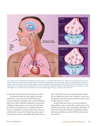 55Society for NeuroScieNce diseases and disorders | BraiN factS
taken. The blockers alone are sometimes useful for addicts
who are highly motivated to quit. In addition, scientists are
developing a long-lasting version of naltrexone that needs to
be taken only once a month.
Another medication used to treat heroin addiction,
buprenorphine, causes a weaker effect on the receptors than
methadone and creates only a limited high, which deters an
addict from abusing the medication itself. Buprenorphine
has been prescribed for more than 500,000 patients in the
United States.
in thousands of people who have died of heroin overdose.
A standard treatment for opiate addiction involves
methadone, a long-acting oral opioid that helps keep
craving, withdrawal, and relapse under control. Methadone
helps opiate addicts rehabilitate themselves by preventing
withdrawal symptoms that can motivate continued drug
use. Naloxone and naltrexone are available medications
that act as antagonists at opioid receptors; that is, they can
curb the allure of opiates by blocking the opiate receptors
so that opiates produce no pleasurable effects when they are
Crack cocaine enters the bloodstream through the lungs. Within seconds, it is carried by the blood to the brain. The basis for increased pleasure occurs at the
synapse. Dopamine-containing neurons normally relay their signals by releasing dopamine into many synapses. Dopamine crosses the synapse and fits into
receptors on the surface of the receiving cell. This triggers an electrical signal that is relayed through the receiver. Then, to end the signal, dopamine molecules
break away from the receptors and are pumped back into the nerve terminals that released them. Cocaine molecules block the pump, or transporter, causing
more dopamine to accumulate in the synapse. Pleasure circuits are stimulated again and again, producing a sense of euphoria.
 