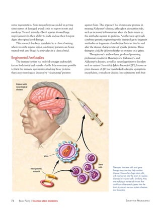 74 Society for NeuroScieNceBraiN factS | treating brain disorders
Therapies like stem cells and gene
therapy may one day help combat
disease. Researchers hope stem cells
will incorporate into the brain to replace
diseased or injured cells. Similarly, they
are studying a variety of viruses that
could carry therapeutic genes into the
brain to correct nervous system diseases
and disorders.
nerve regeneration, Swiss researchers succeeded in getting
some nerves of damaged spinal cords to regrow in rats and
monkeys. Treated animals of both species showed large
improvements in their ability to walk and use their forepaw
digits after spinal cord damage.
This research has been translated to a clinical setting,
where recently injured spinal cord injury patients are being
treated with anti-Nogo-A antibodies in a clinical trial.
engineered Antibodies
The immune system has evolved to target and modify
factors both inside and outside of cells. It is sometimes possible
to trick the immune system into attacking those proteins
that cause neurological diseases by “vaccinating” patients
against them. This approach has shown some promise in
treating Alzheimer’s disease, although it also carries risks,
such as increased inflammation when the brain reacts to
the antibodies against its proteins. Another new approach
combines genetic engineering with immunology to engineer
antibodies or fragments of antibodies that can bind to and
alter the disease characteristics of specific proteins. These
therapies could be delivered either as proteins or as genes.
Therapies such as these have produced promising
preliminary results for Huntington’s, Parkinson’s, and
Alzheimer’s diseases, as well as neurodegenerative disorders
such as variant Creutzfeldt-Jakob disease (vCJD), known as
prion diseases. vCJD has been linked to bovine spongiform
encephalitis, or mad cow disease. In experiments with fruit
 