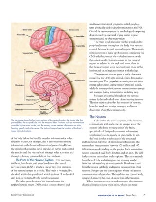 7Society for NeuroScieNce introduction to the brain | BraiN factS
The top image shows the four main sections of the cerebral cortex: the frontal lobe, the
parietal lobe, the occipital lobe, and the temporal lobe. Functions such as movement are
controlled by the motor cortex, and the sensory cortex receives information on vision,
hearing, speech, and other senses. The bottom image shows the location of the brain’s
major internal structures.
of the body below the head. It uses this information for reflex
responses to pain, for example, and it also relays the sensory
information to the brain and its cerebral cortex. In addition,
the spinal cord generates nerve impulses in nerves that control
the muscles and the viscera, both through reflex activities and
through voluntary commands from the cerebrum.
The Parts of the Nervous System The forebrain,
midbrain, hindbrain, and spinal cord form the central
nervous system (CNS), which is one of two great divisions
of the nervous system as a whole. The brain is protected by
the skull, while the spinal cord, which is about 17 inches (43
cm) long, is protected by the vertebral column.
The other great division of the human brain is the
peripheral nervous system (PNS), which consists of nerves and
small concentrations of gray matter called ganglia, a
term specifically used to describe structures in the PNS.
Overall the nervous system is a vast biological computing
device formed by a network of gray matter regions
interconnected by white matter tracts.
The brain sends messages via the spinal cord to
peripheral nerves throughout the body that serve to
control the muscles and internal organs. The somatic
nervous system is made up of neurons connecting the
CNS with the parts of the body that interact with
the outside world. Somatic nerves in the cervical
region are related to the neck and arms; those in
the thoracic region serve the chest; and those in the
lumbar and sacral regions interact with the legs.
The autonomic nervous system is made of neurons
connecting the CNS with internal organs. It is divided
into two parts. The sympathetic nervous system mobilizes
energy and resources during times of stress and arousal,
while the parasympathetic nervous system conserves energy
and resources during relaxed states, including sleep.
Messages are carried throughout the nervous
system by the individual units of its circuitry: neurons.
The next section describes the structure of neurons,
how they send and receive messages, and recent
discoveries about these unique cells.
The Neuron
Cells within the nervous system, called neurons,
communicate with each other in unique ways. The
neuron is the basic working unit of the brain, a
specialized cell designed to transmit information
to other nerve cells, muscle, or gland cells. In fact,
the brain is what it is because of the structural
and functional properties of interconnected neurons. The
mammalian brain contains between 100 million and 100
billion neurons, depending on the species. Each mammalian
neuron consists of a cell body, dendrites, and an axon. The cell
body contains the nucleus and cytoplasm. The axon extends
from the cell body and often gives rise to many smaller
branches before ending at nerve terminals. Dendrites extend
from the neuron cell body and receive messages from other
neurons. Synapses are the contact points where one neuron
communicates with another. The dendrites are covered with
synapses formed by the ends of axons from other neurons.
When neurons receive or send messages, they transmit
electrical impulses along their axons, which can range
 