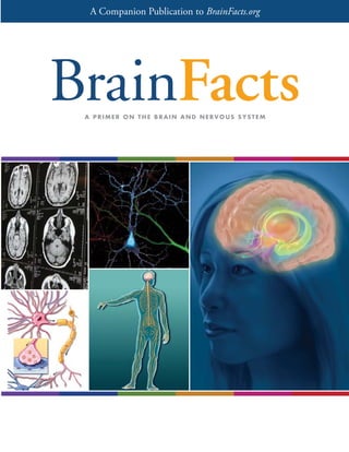 A Companion Publication to BrainFacts.org

A PRIMER ON THE BRAIN AND NERVOUS SYSTEM

 