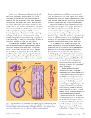 shown to guide neurons around the worm’s “nerve ring.”
Later, vertebrate netrins were found to guide axons around
the mammalian spinal cord. Receptors for netrins were then
found in worms, a discovery that proved to be invaluable in
finding the corresponding, and related, human receptors.
Once axons reach their targets, they form connections
with other cells at synapses. At the synapse, the electrical
signal of the sending axon is transmitted by chemical
neurotransmitters to the receiving dendrites of another
neuron, where they can either provoke or prevent the
generation of a new signal. The regulation of this transmission
at synapses and the integration of inputs from the thousands
of synapses each neuron receives are responsible for the
astounding information-processing capacity of the brain.
For processing to occur properly, the connections
must be highly specific. Some specificity arises from the
mechanisms that guide each axon to its proper target area.
Additional molecules mediate target recognition when
the axon chooses the proper neuron. They often also
mediate the proper part of the target once the axon arrives
at its destination. Over the past few years, several of these
recognition molecules have been identified. Dendrites also
are actively involved in the process
of initiating contact with axons and
recruiting proteins to the “postsynaptic”
side of the synapse.
Researchers have successfully
identified ways in which the synapse
differentiates once contact has been made.
The tiny portion of the axon that contacts
the dendrite becomes specialized for the
release of neurotransmitters, and the tiny
portion of the dendrite that receives the
contact becomes specialized to receive and
respond to the signal. Special molecules
pass between the sending and receiving
cells to ensure that the contact is formed
properly and that the sending and receiving
specializations are matched precisely.
These processes ensure that the synapse
can transmit signals quickly and effectively.
Finally, still other molecules coordinate
the maturation of the synapse after it has
This is a cross-sectional view of the occipital lobe, which processes vision, of a three-month-old monkey
formed so that it can accommodate the
fetus brain. The center shows immature neurons migrating along glial fibers. These neurons make
changes that occur as our bodies mature
transient connections with other neurons before reaching their destination. A single migrating neuron,
and our behavior changes. Defects in some
shown about 2,500 times its actual size (right), uses a glial fiber as a guiding scaffold.
Growth cones, enlargements on the axon’s tip, actively
explore the environment as they seek out their precise
destination. Researchers have discovered many special
molecules that help guide growth cones. Some molecules
lie on the cells that growth cones contact, whereas others
are released from sources found near the growth cone. The
growth cones, in turn, bear molecules that serve as receptors
for the environmental cues. The binding of particular signals
with receptors tells the growth cone whether to move
forward, stop, recoil, or change direction. These signaling
molecules include proteins with names such as netrin,
semaphorin, and ephrin. In most cases, these are families of
related molecules; for example, researchers have identified at
least fifteen semaphorins and at least nine ephrins.
Perhaps the most remarkable finding is that most of
these proteins are common to many organisms—worms,
insects, and mammals, including humans. Each protein
family is smaller in flies or worms than in mice or people,
but its functions are quite similar. As a result, it has been
possible to use the simpler animals as experimental models
to gain knowledge that can be applied directly to humans.
For example, the first netrin was discovered in a worm and

Society for NeuroScieNce

introduction to the brain

| BraiN factS

15

 