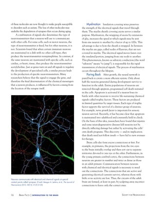 of these molecules are now thought to make people susceptible
to disorders such as autism. The loss of other molecules may
underlie the degradation of synapses that occurs during aging.
A combination of signals also determines the type of
neurotransmitters that a neuron will use to communicate
with other cells. For some cells, such as motor neurons, the
type of neurotransmitter is fixed, but for other neurons, it is
not. Scientists found that when certain immature neurons
are maintained in a dish with no other cell types, they
produce the neurotransmitter norepinephrine. In contrast, if
the same neurons are maintained with specific cells, such as
cardiac, or heart, tissue, they produce the neurotransmitter
acetylcholine. Just as genes turn on and off signals to regulate
the development of specialized cells, a similar process leads
to the production of specific neurotransmitters. Many
researchers believe that the signal to engage the gene, and
therefore the final determination of the chemical messengers
that a neuron produces, is influenced by factors coming from
the location of the synapse itself.

Neurons communicate with electrical and chemical signals at special
contact points called synapses. [Credit: Meagan A. Jenkins, et al., The Journal of
Neuroscience 2010, 30(15): 5125-5135]

16

BraiN factS | introduction

to the brain

Myelination Insulation covering wires preserves
the strength of the electrical signals that travel through
them. The myelin sheath covering axons serves a similar
purpose. Myelination, the wrapping of axons by extensions
of glia, increases the speed at which signals may be sent
from one neuron to another by a factor of up to 100x. This
advantage is due to how the sheath is wrapped. In between
the myelin are gaps, called nodes of Ranvier, that are not
covered in myelin. The electrical signal moves faster over
the insulated portion, jumping from one node to another.
This phenomenon, known as saltatory conduction (the word
“saltatory” means “to jump”), is responsible for the rapid
transmission of electrical signals. The process of myelination
occurs throughout the lifespan.
Paring Back After growth, the neural network is
pared back to create a more efficient system. Only about
half the neurons generated during development survive to
function in the adult. Entire populations of neurons are
removed through apoptosis, programmed cell death initiated
in the cells. Apoptosis is activated if a neuron loses its
battle with other neurons to receive life-sustaining chemical
signals called trophic factors. These factors are produced
in limited quantities by target tissues. Each type of trophic
factor supports the survival of a distinct group of neurons.
For example, nerve growth factor is important for sensory
neuron survival. Recently, it has become clear that apoptosis
is maintained into adulthood and constantly held in check.
On the basis of this idea, researchers have found that injuries
and some neurodegenerative diseases kill neurons not by
directly inflicting damage but rather by activating the cells’
own death programs. This discovery — and its implication
that death need not follow insult — have led to new avenues
for therapy.
Brain cells also form excess connections at first. For
example, in primates, the projections from the two eyes
to the brain initially overlap and then sort out to separate
territories devoted to one eye or the other. Furthermore, in
the young primate cerebral cortex, the connections between
neurons are greater in number and twice as dense as those
in an adult primate. Communication between neurons
with chemical and electrical signals is necessary to weed
out the connections. The connections that are active and
generating electrical currents survive, whereas those with
little or no activity are lost. Thus, the circuits of the adult
brain are formed, at least in part, by sculpting away incorrect
connections to leave only the correct ones.

Society for NeuroScieNce

 